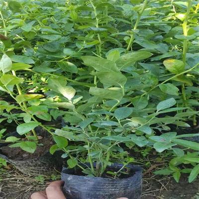 冻不坏的德雷珀蓝莓苗种植技术德雷珀蓝莓苗苗木粗壮